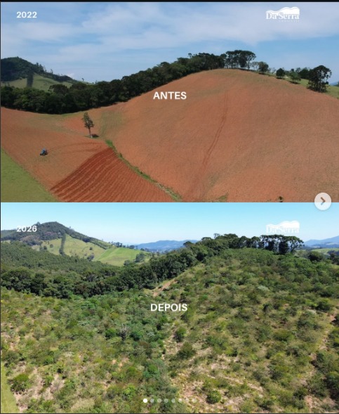 Comparativo antes e depois de um projeto de restauração da GeoPlantio, de 2022 a 2026