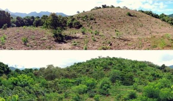 Antes e depois da restauração florestal em uma área de morro