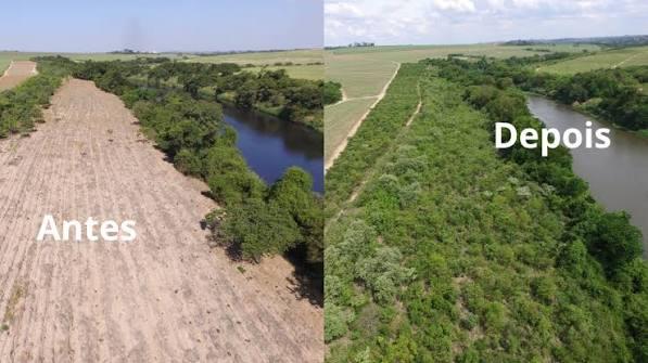 Antes e depois da restauração florestal às margens de um rio